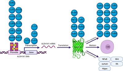 ALDH1A1 in Cancers: Bidirectional Function, Drug Resistance, and Regulatory Mechanism